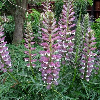 Acanthus spinosus