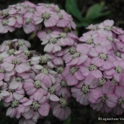 Achillea millefolium