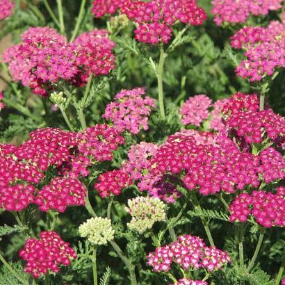 Achillea m. 'Cerise Queen'