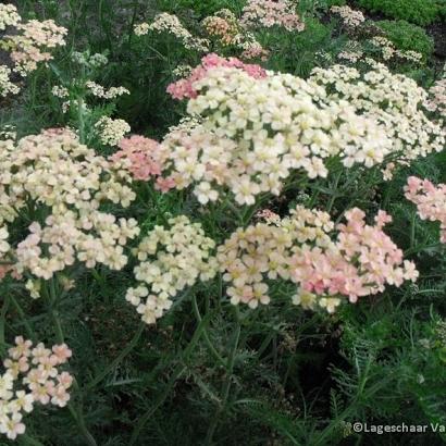 Achillea m. 'Lachsschönheit'