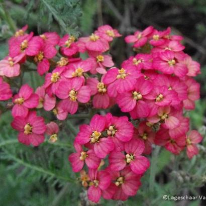 Achillea m. 'Paprika'