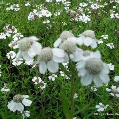 Achillea ptarmica