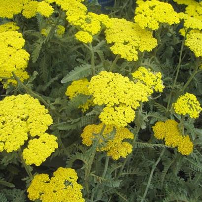 Achillea 'Moonshine'