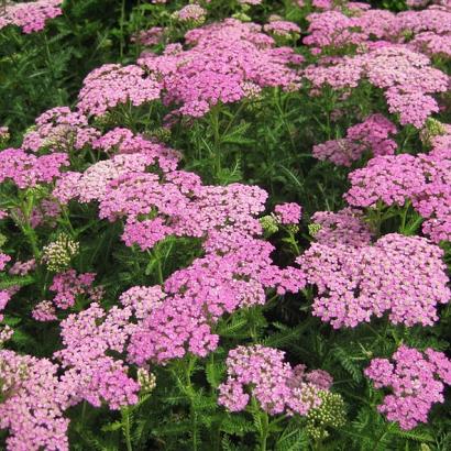 Achillea 'Pretty Belinda'