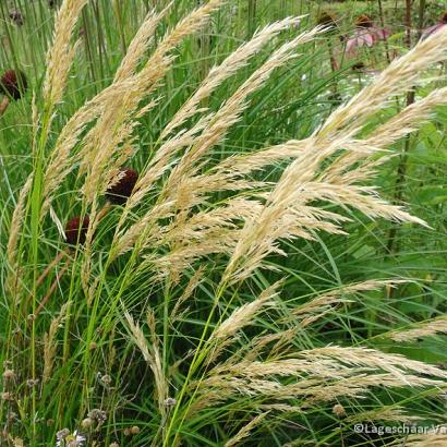 Achnatherum calamagrostis (Stipa cal.)