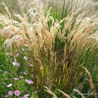 Achnatherum calamagrostis (Stipa cal.)