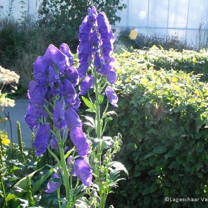 Aconitum carm. 'Arendsii'