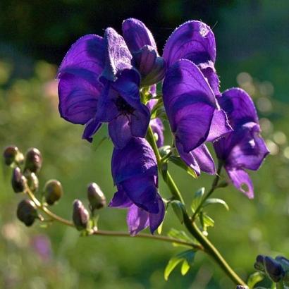 Aconitum henryi 'Spark's Variety'