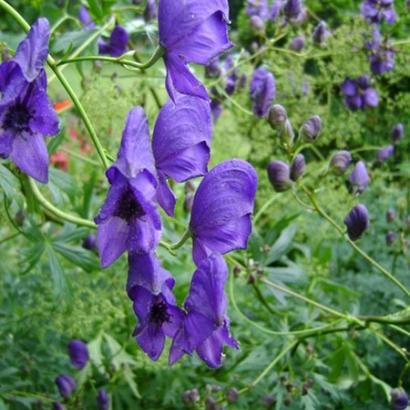 Aconitum henryi 'Spark's Variety'