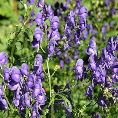 Aconitum napellus