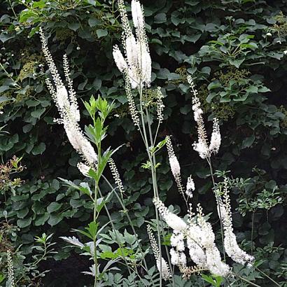 Actaea racemosa