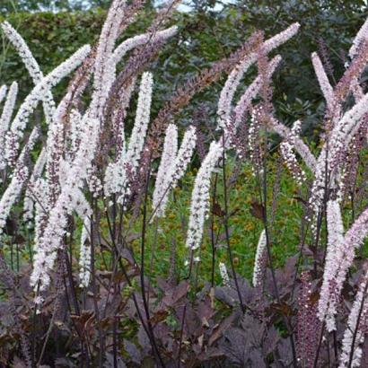 Actaea simp. 'Atropurpurea'