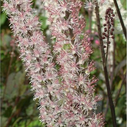 Actaea simp. 'Pink Spike'