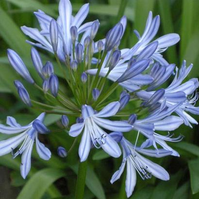 Agapanthus africanus