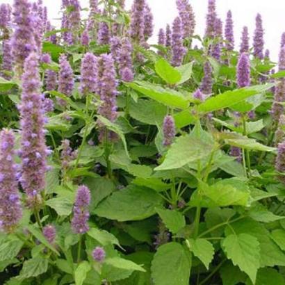 Agastache rugosa