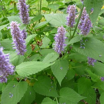 Agastache rugosa