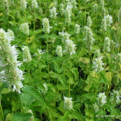 Agastache rugosa 'Alabaster'