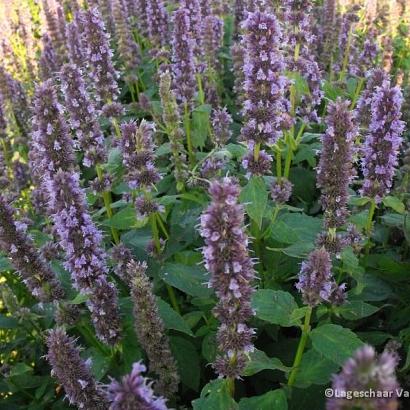 Agastache 'Blue Fortune'