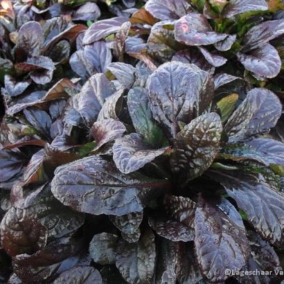 Ajuga reptans 'Atropurpurea'