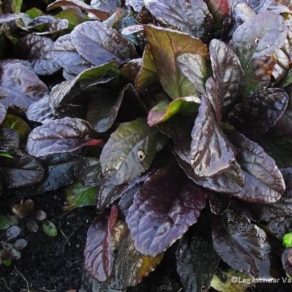 Ajuga reptans 'Atropurpurea'