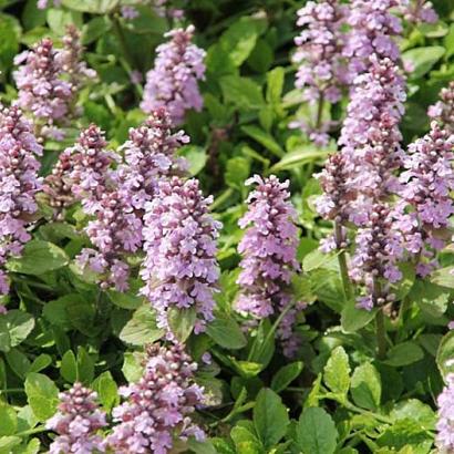 Ajuga reptans 'Rosea'