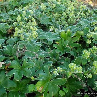 Alchemilla alpina