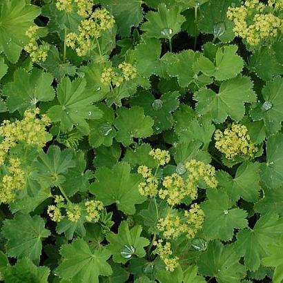 Alchemilla epipsila