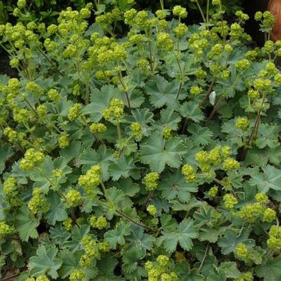 Alchemilla erythropoda