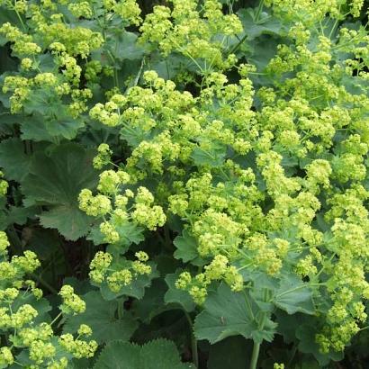 Alchemilla mollis