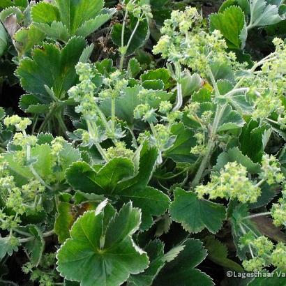 Alchemilla vulgaris