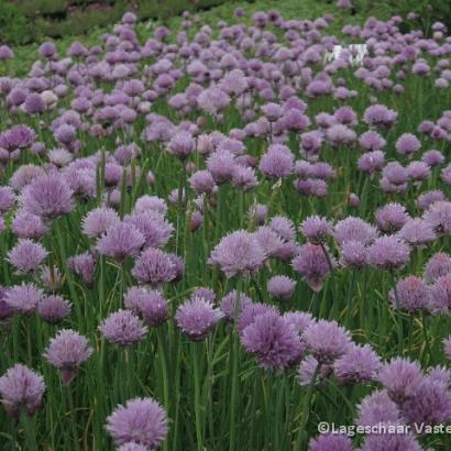 Allium schoenoprasum