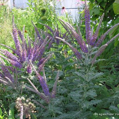 Amorpha canescens