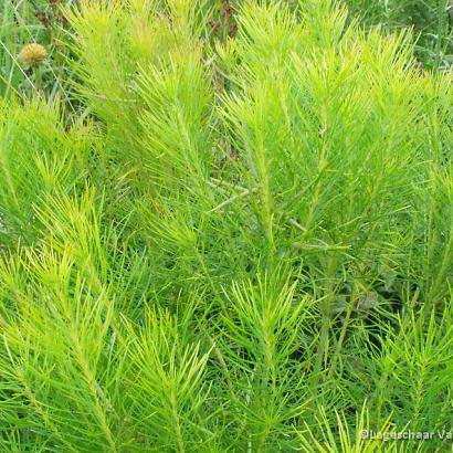 Amsonia hubrichtii