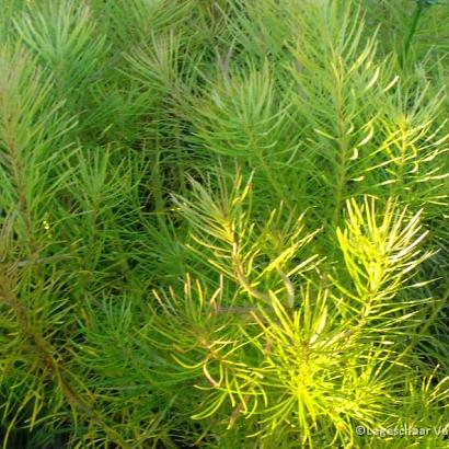 Amsonia hubrichtii