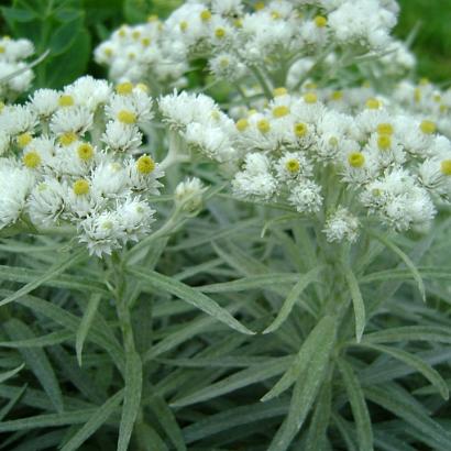 Anaphalis margaritacea 'Neuschnee'