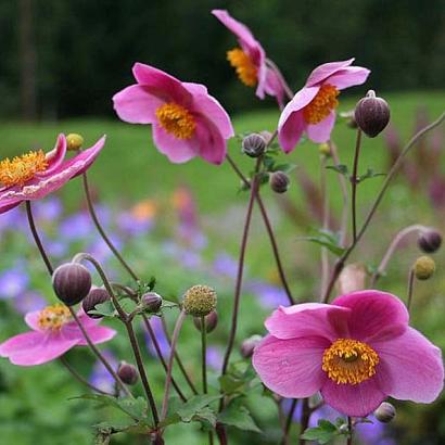 Anemone h. 'Praecox'