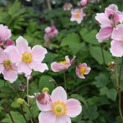 Anemone h. 'September Charm'