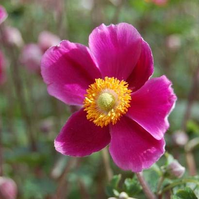 Anemone h. 'Splendens'