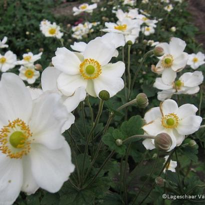 Anemone hyb. 'Honorine Jobert'