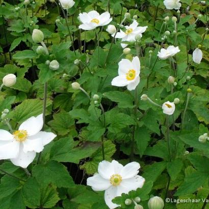 Anemone hyb. 'Honorine Jobert'