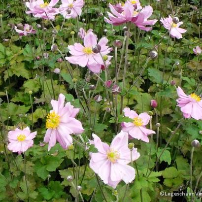 Anemone hyb. 'Königin Charlotte'