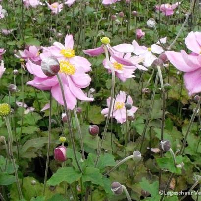 Anemone hyb. 'Königin Charlotte'