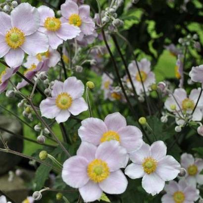 Anemone hyb. 'Richard Ahrens'