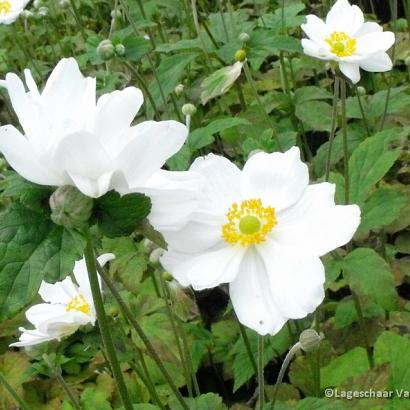 Anemone hyb. 'Whirlwind'