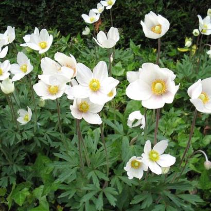 Anemone sylvestris