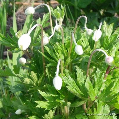 Anemone sylvestris