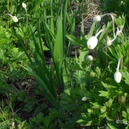 Anemone sylvestris