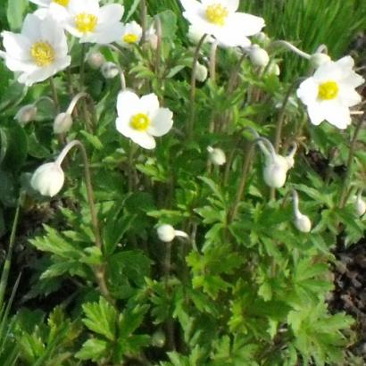 Anemone sylvestris