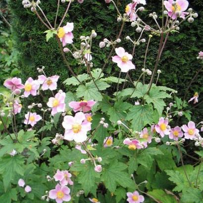 Anemone tom. 'Robustissima'