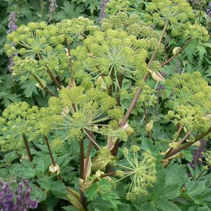 Angelica archangelica